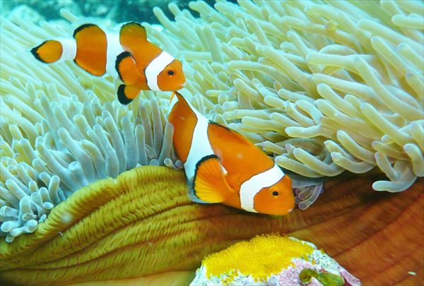 【体験ダイビング・1日】見どころ満載！石垣島の海でダイビングデビュー！ 写真5