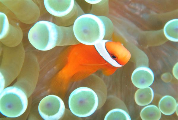 【体験ダイビング・1日】見どころ満載！石垣島の海でダイビングデビュー！ 写真6