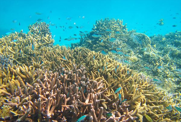 【ファンダイビング】石垣の海で、ビギナーからベテランまで大満足！ 写真3