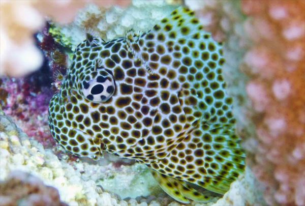【ファンダイビング】石垣の海で、ビギナーからベテランまで大満足！ 写真4