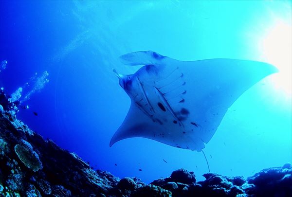 【ファンダイビング】石垣の海で、ビギナーからベテランまで大満足！ 写真5