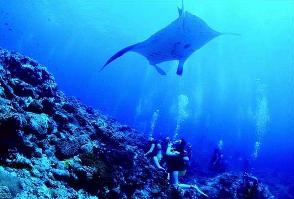 【ファンダイビング】石垣の海で、ビギナーからベテランまで大満足！ 写真6