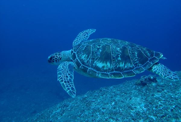 【沖縄・宮古島・体験ダイビング】宮古島の海で遊ぼう！ボートで行く体験ダイビングプラン 写真2