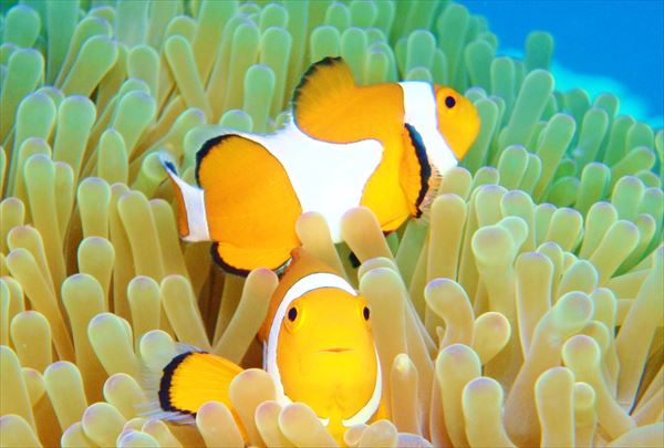 【石垣島・シュノーケリング】マンタに会えるかも！？キラキラの海へGO！ 写真8