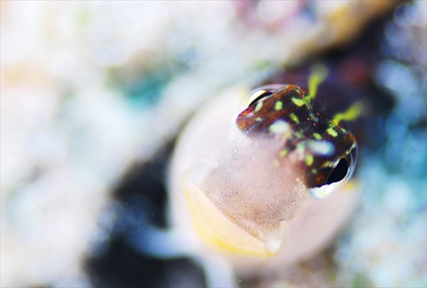 【石垣島・シュノーケリング】マンタに会えるかも！？キラキラの海へGO！ 写真7