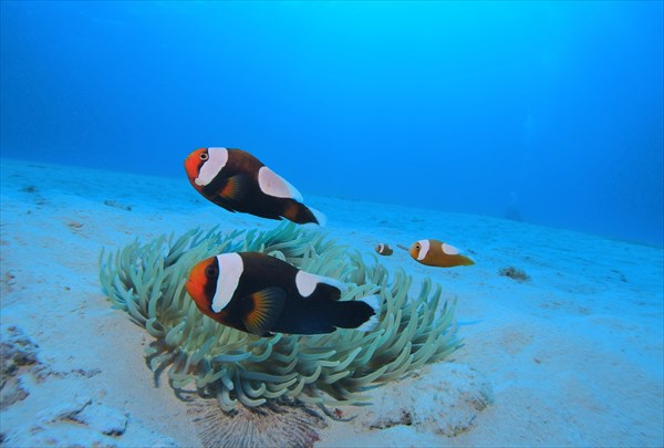 【体験ダイビング】感動と発見がいっぱいの海に飛び込もう！座間味島ダイビング 写真3