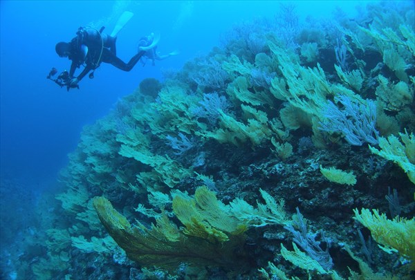 【体験ダイビング】感動と発見がいっぱいの海に飛び込もう！座間味島ダイビング 写真4