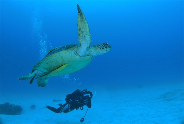 【体験ダイビング】感動と発見がいっぱいの海に飛び込もう！座間味島ダイビング 写真6