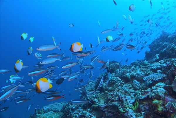 【ファンダイビング】座間味島・生命きらめく豊かな海に潜ろう！ 写真6