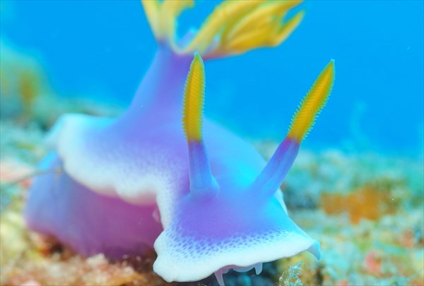 【ファンダイビング】座間味島・生命きらめく豊かな海に潜ろう！ 写真8