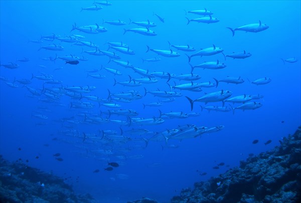 【ファンダイビング】座間味島・生命きらめく豊かな海に潜ろう！