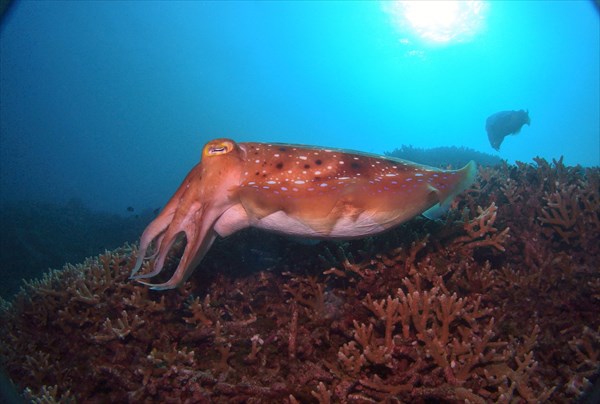 【ファンダイビング】座間味島・生命きらめく豊かな海に潜ろう！ 写真2