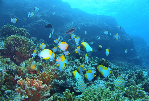 宝石箱のような海にうっとり！座間味島・ボートシュノーケリング 写真3