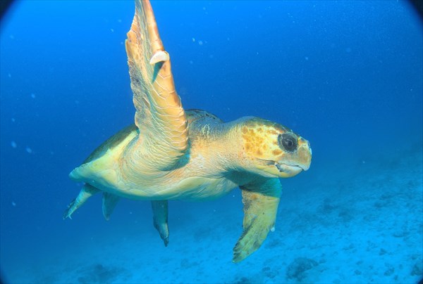 宝石箱のような海にうっとり！座間味島・ボートシュノーケリング 写真4
