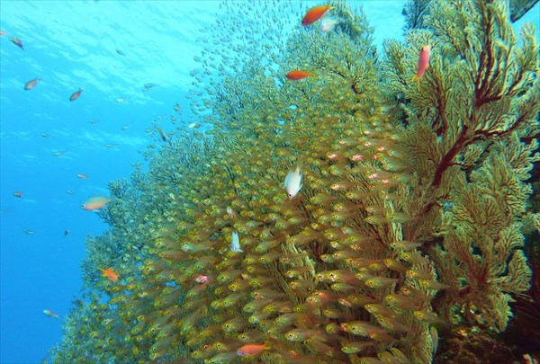 宝石箱のような海にうっとり！座間味島・ボートシュノーケリング 写真5