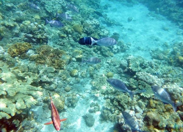 【小笠原・ボート体験ダイビング】世界屈指の透明度を誇る小笠原で、ダイビングデビュー！ 写真2