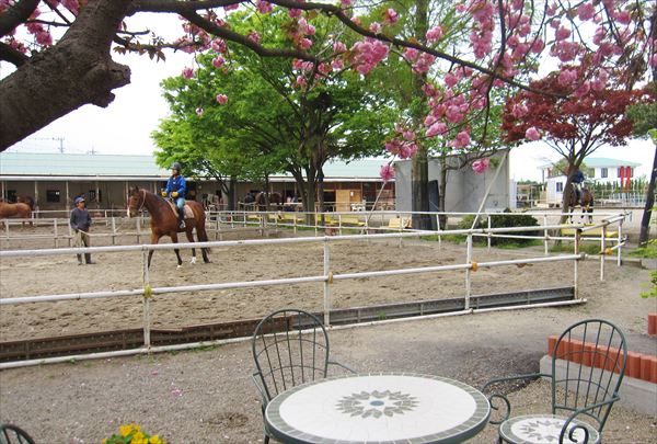 【体験4回騎乗・レッスン付き】座間で乗馬を始めよう！初めての方大歓迎！ 写真5