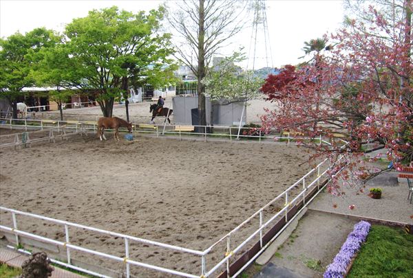 【体験4回騎乗・レッスン付き】座間で乗馬を始めよう！初めての方大歓迎！ 写真7