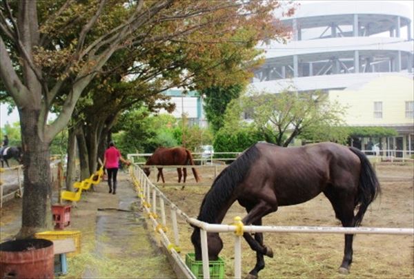 【期間限定ポイント10%還元！1回・ビジターレッスン】気軽に体験！乗馬の楽しさ教えます 写真6