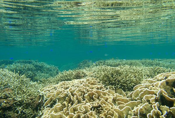 【石垣島・シュノーケリング】浅瀬だから安心して遊べます！サンゴ＆おさかなプラン 写真2