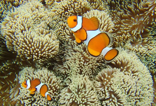 【石垣島・シュノーケリング】浅瀬だから安心して遊べます！サンゴ＆おさかなプラン 写真6