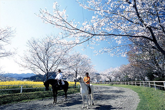 【宮崎・乗馬15分】豊かな自然の中で馬と触れ合おう！乗馬体験チャレンジプラン 写真4