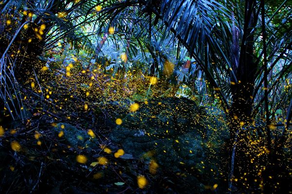 【石垣島・エコツアー】星空と夜行性の生き物を見に行こう！ナイトウォッチングプラン 写真3