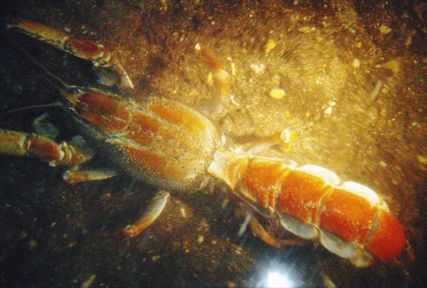 【石垣島・エコツアー】星空と夜行性の生き物を見に行こう！ナイトウォッチングプラン 写真6