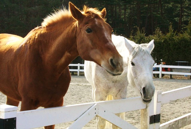 【八ヶ岳・乗馬体験・引き馬】馬に乗って森林散歩！引き馬でお手軽に、最高の思い出づくりを 写真7