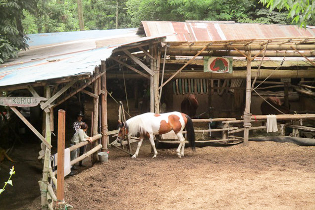 埼玉・秩父・乗馬体験（牧場内（放牧地）・引き馬） 写真7