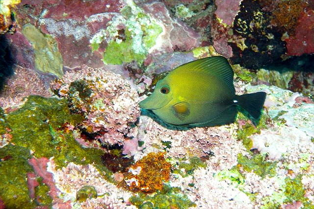 【茨城・体験ダイビング】5つ星の安心感！伊豆の海で感動の海中散歩を楽しもう 写真7