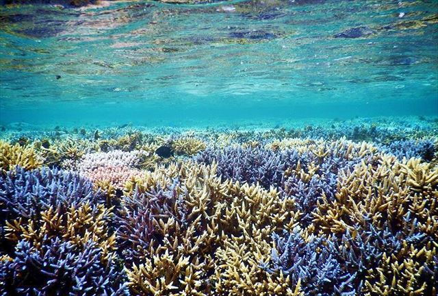 【西表島・パナリ島・竹富島の3島めぐり】海と水牛車とマングローブ！3島に上陸して沖縄を満喫しよう 写真5