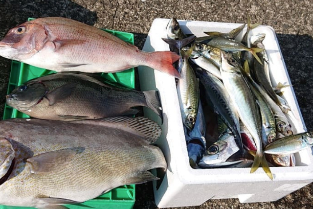 【和歌山県・田辺湾】初心者でも大漁！小学生から楽しめる海釣り体験 写真5