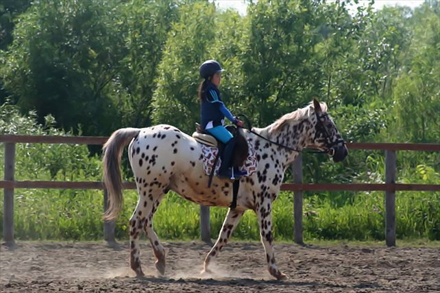 【北海道・南幌ライディングパーク・乗馬体験30分】初めての乗馬で駈けてみよう！ 写真4