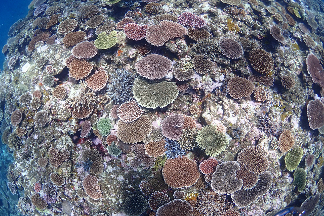 【石垣島・シュノーケリング】幻の島上陸＆石西礁湖＆ウミガメシュノーケルのプレミアムプラン！【初心者大歓迎】 写真5