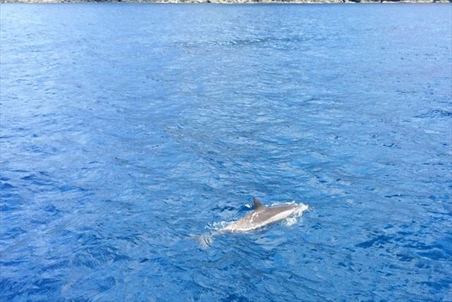【小笠原・1日・シーカヤック】手つかずの青い海を心ゆくまで満喫！1日シーカヤックプラン 写真4