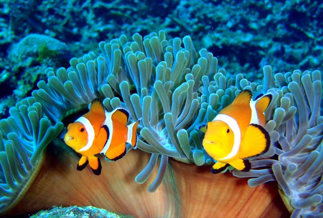 【石垣島・半日シュノーケリング（1ポイント）】初めての方にオススメ！クリスタルブルーの海で遊ぼう！ 写真6