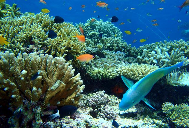 【石垣島・半日シュノーケリング（1ポイント）】初めての方にオススメ！クリスタルブルーの海で遊ぼう！ 写真5