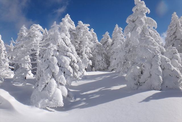 【八ヶ岳・スノーシュー】未知の雪景色へ飛び込もう！スノーシューハイキング体験 写真4