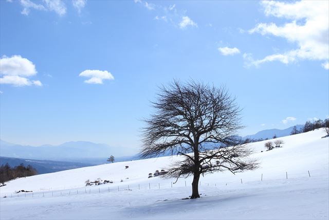 【八ヶ岳・スノーシュー】未知の雪景色へ飛び込もう！スノーシューハイキング体験 写真2