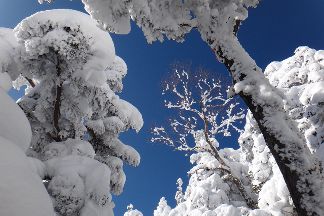 【八ヶ岳・スノートレッキング】ガイド同行で安心！八ヶ岳で雪山トレッキングデビュー 写真8