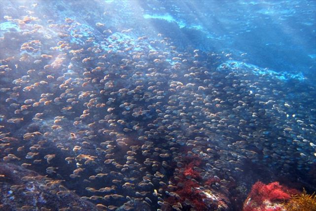 【静岡・富戸・体験ダイビング】東伊豆の美しい海に潜ろう！体験ダイビングプラン 写真6