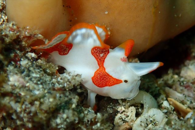 【静岡県・富戸・ファンダイビング】 富戸の海でファンダイビング。日ごろの疲れを海で癒そう！ 写真3