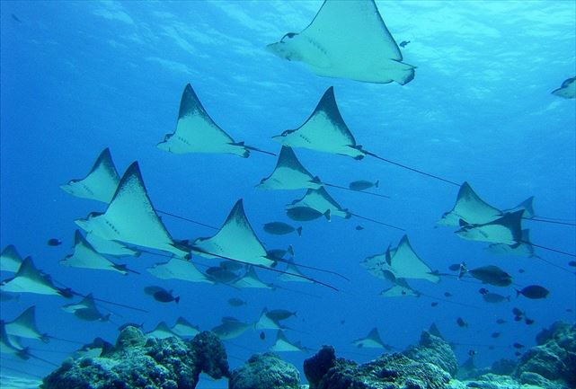 divers space marine blue(マリンブルー)