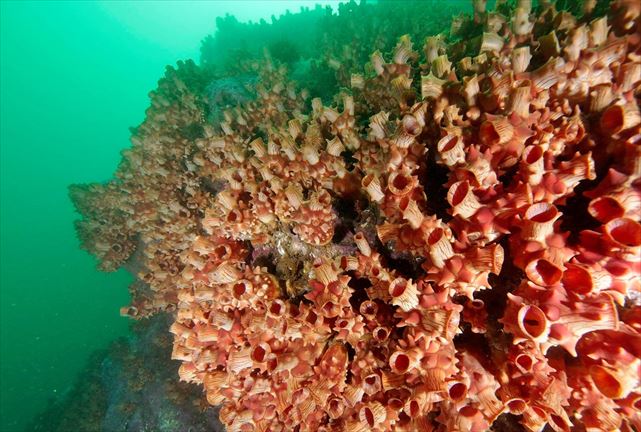 【宮城・ファンダイビング】世界三大漁場の1つ、三陸海岸でファンダイビングしよう！ 写真5