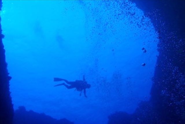 【奄美大島・体験ダイビング】南国のお魚やカメたちに会える！？ボートからスキューバダイビング体験 写真7