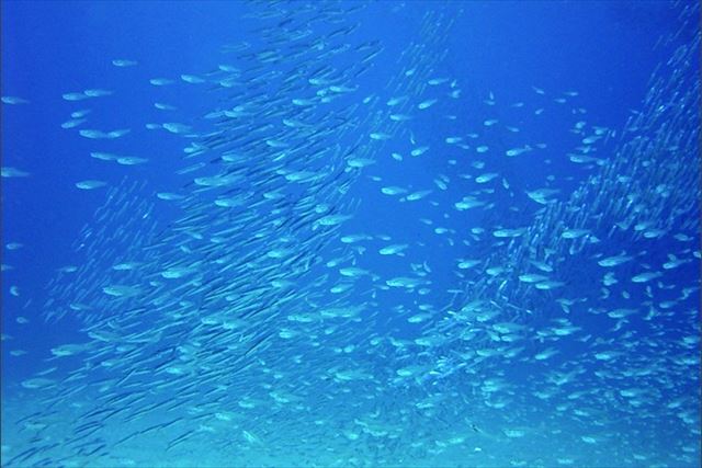 【奄美大島・体験ダイビング】目の前で泳ぐ魚たちの美しさに感動！大満足の体験ダイビング※ツアー中のお写真付き 写真6