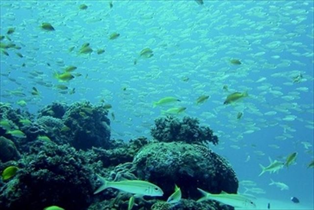 【奄美大島・体験ダイビング】目の前で泳ぐ魚たちの美しさに感動！大満足の体験ダイビング※ツアー中のお写真付き 写真7