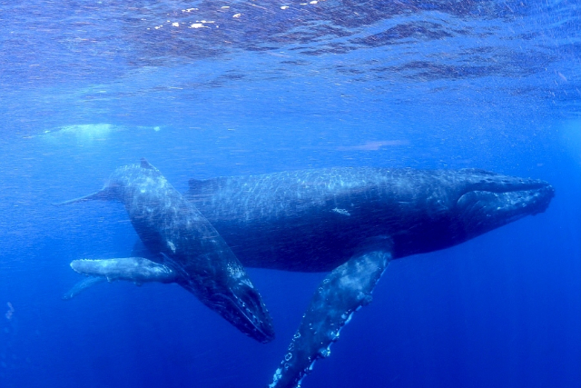 【奄美大島・ホエールスイム】クジラと一緒に泳げるチャンス！ホエールスイムプラン 写真4