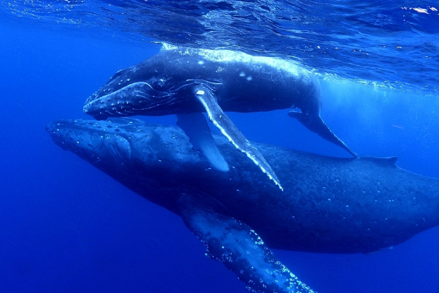 【奄美大島・ホエールスイム】クジラと一緒に泳げるチャンス！ホエールスイムプラン 写真8